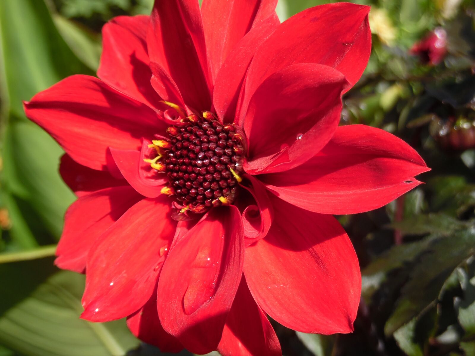 Samsung WB35F/WB36F/WB37F sample photo. Dahlia, bishop-of-llandaff, summer photography