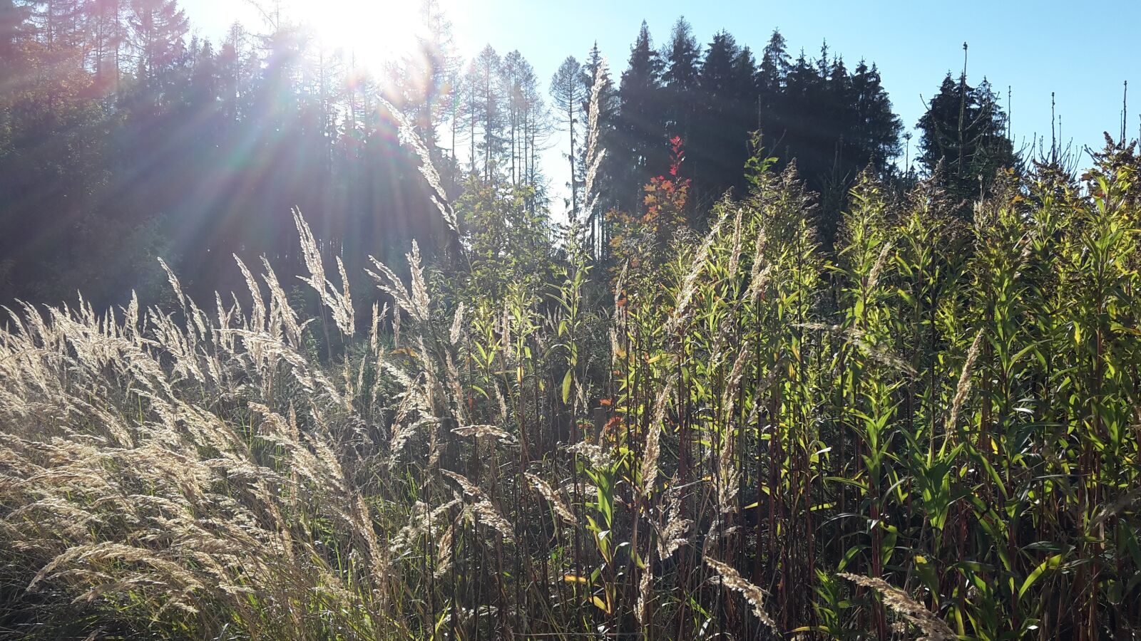 Samsung Galaxy S5 Mini sample photo. Grasses, sun, forest photography