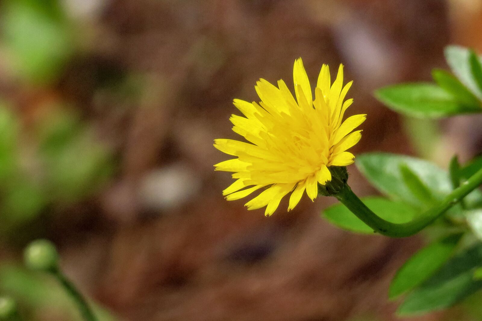 Canon PowerShot G3 X sample photo. Chrysanthemum, xie, plant photography