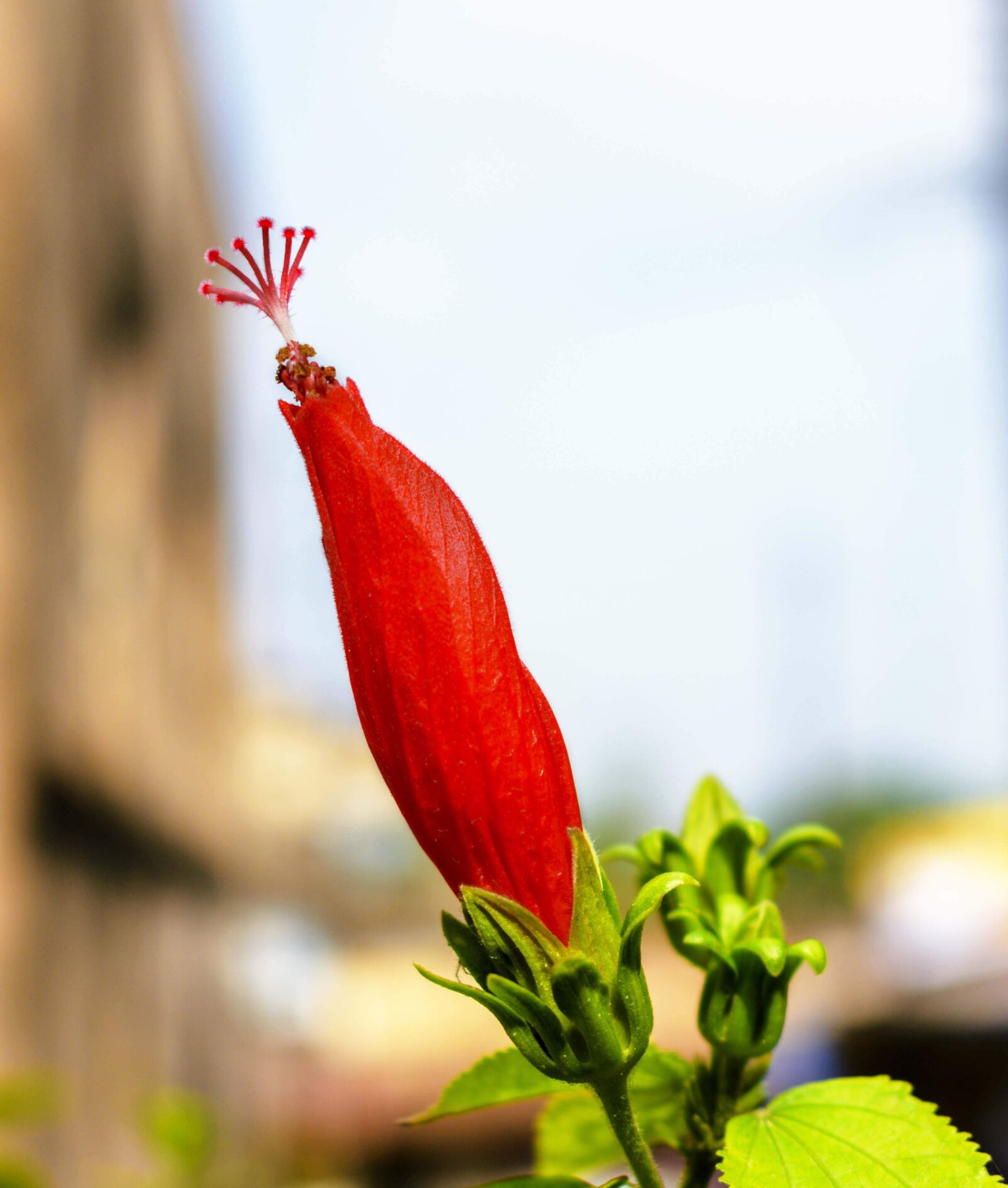 Nikon D3400 sample photo. Flower, hibiscus, petals photography
