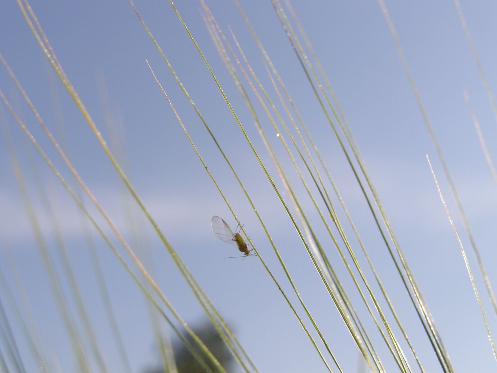 Olympus SP510UZ sample photo. Fly, grass, nature photography
