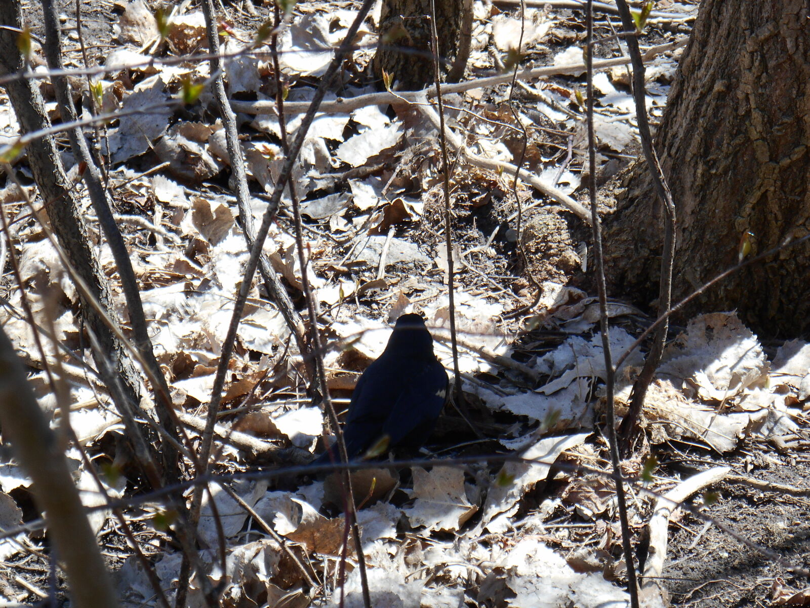 Nikon Coolpix S3500 sample photo. Oiseau photography