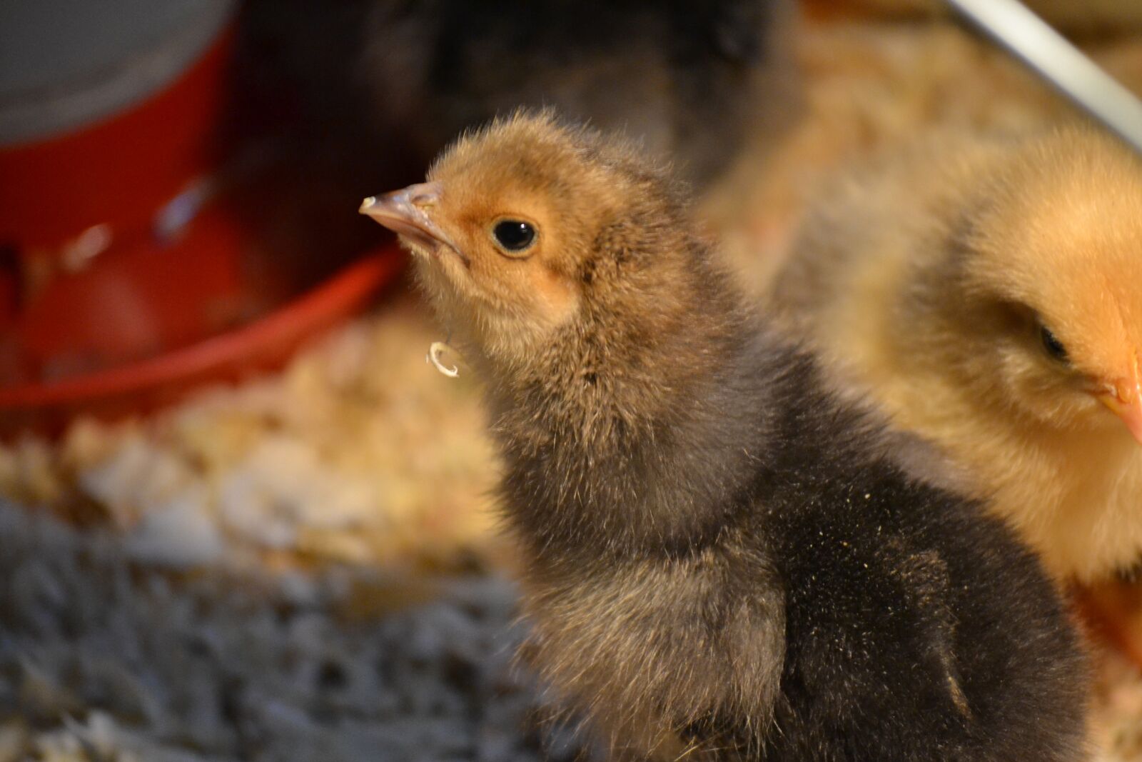 Nikon D3100 sample photo. Chicks, chickens, chick photography