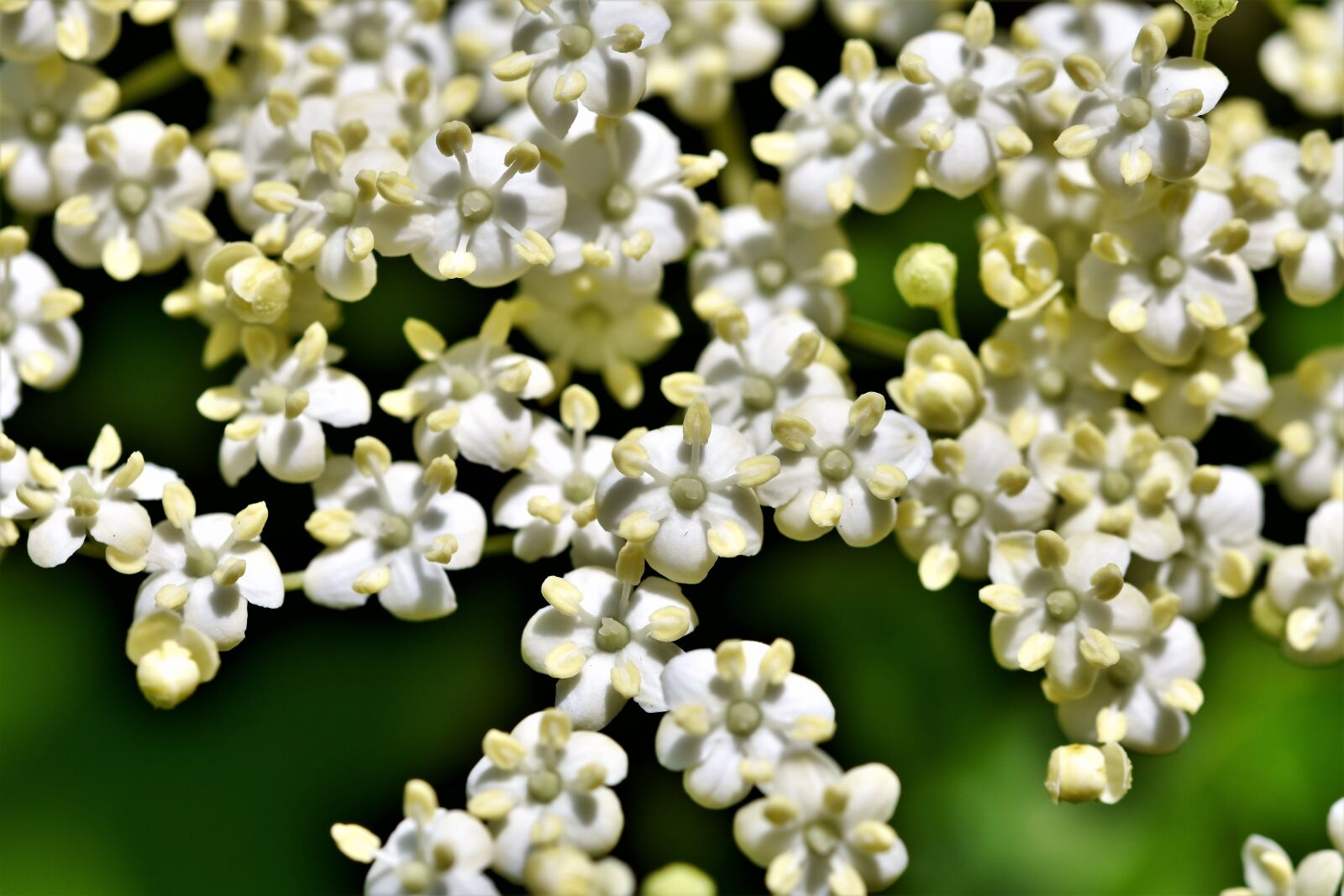 Nikon D7200 sample photo. Elder, elderflower, holder bush photography