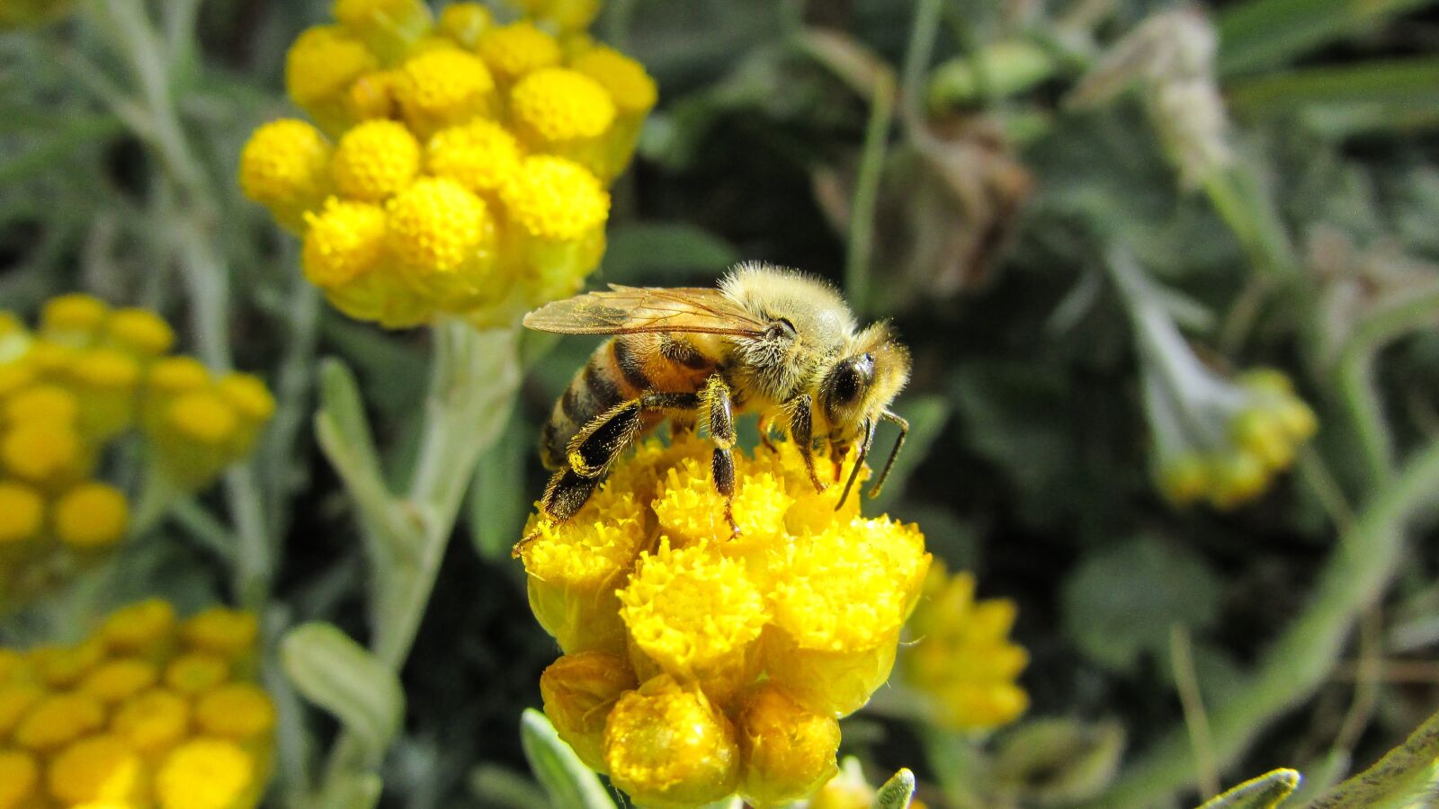 Canon PowerShot SX400 IS sample photo. Bee, insect, nature photography