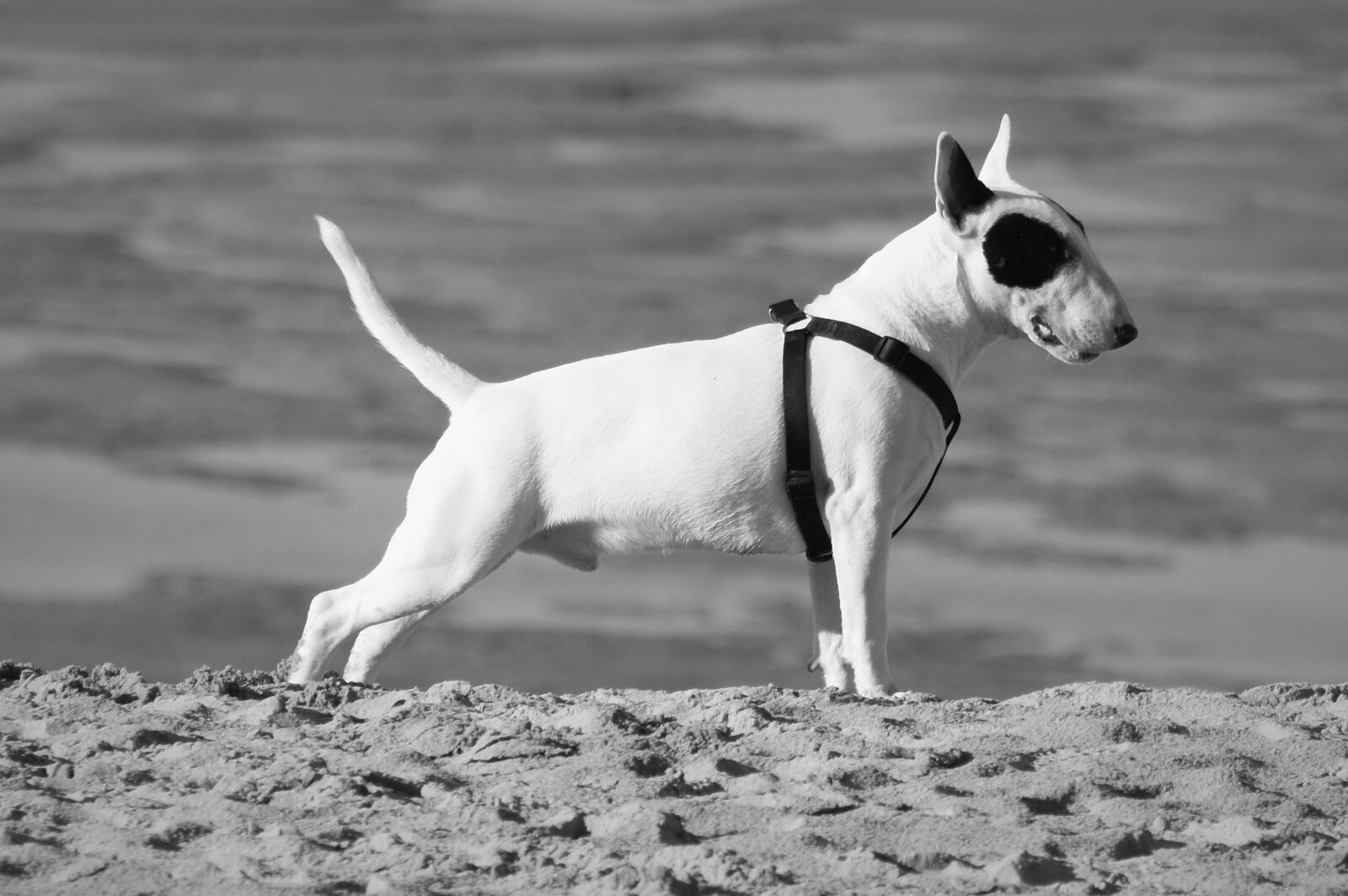 Nikon D7200 sample photo. Dog, animal, pitbull terrier photography