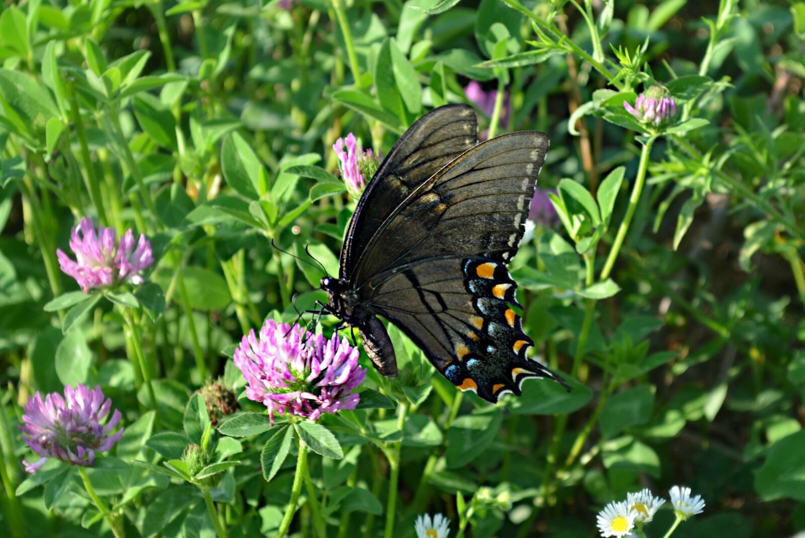Nikon D5100 sample photo. Swallowtail butterfly, nature, flower photography