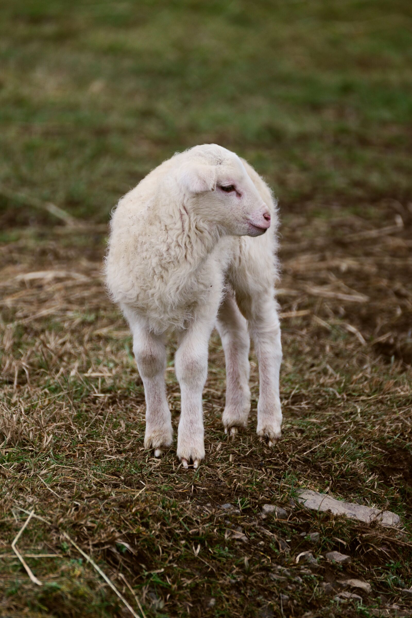 Nikon D610 sample photo. Sheep, lamb, farm photography