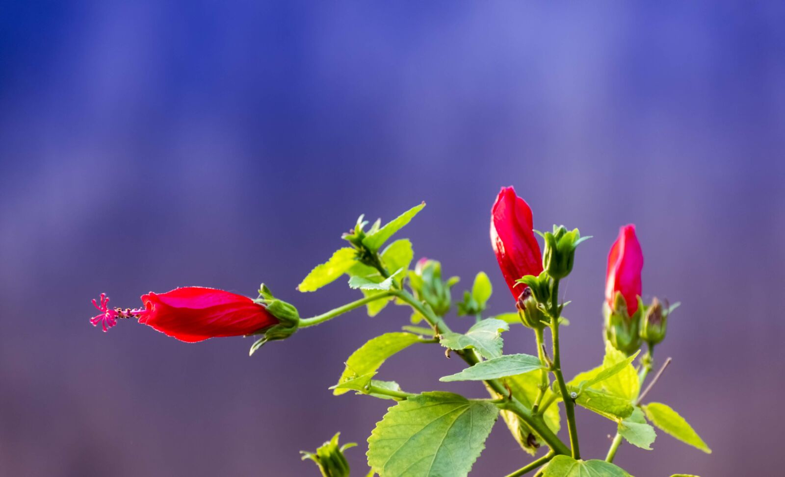 Nikon D3400 sample photo. Hibiscus, buds, bloom photography