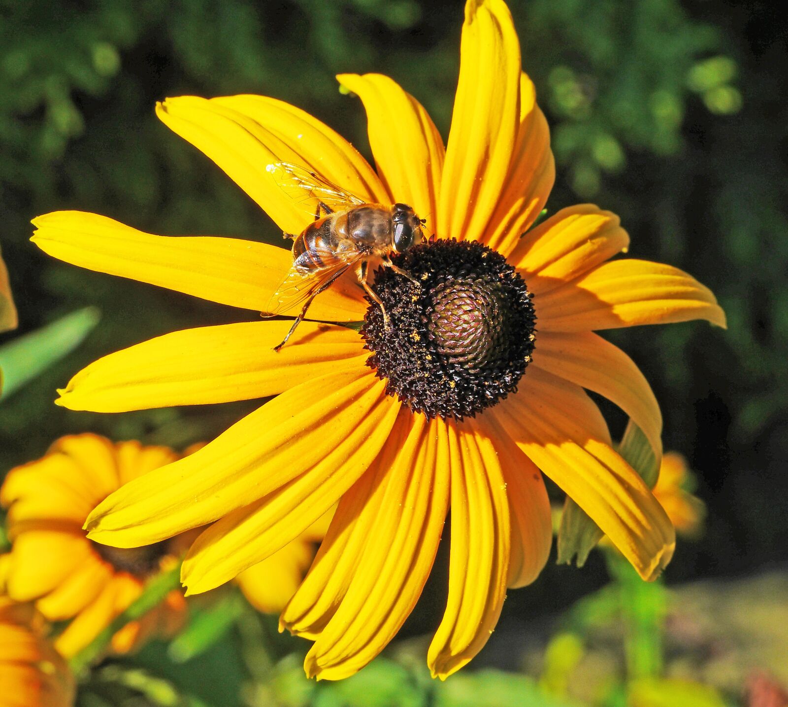 Panasonic Lumix DMC-GH3 sample photo. Summer flower, shrub, blossom photography
