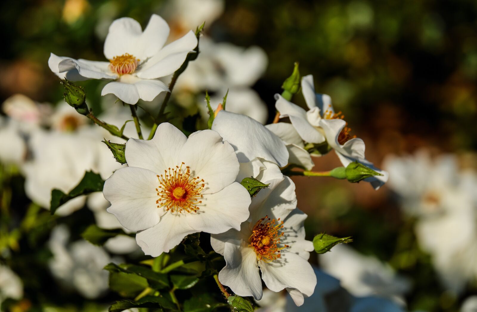 Fujifilm X-T10 + Fujifilm XC 50-230mm F4.5-6.7 OIS sample photo. Rose, wild rose, flower photography