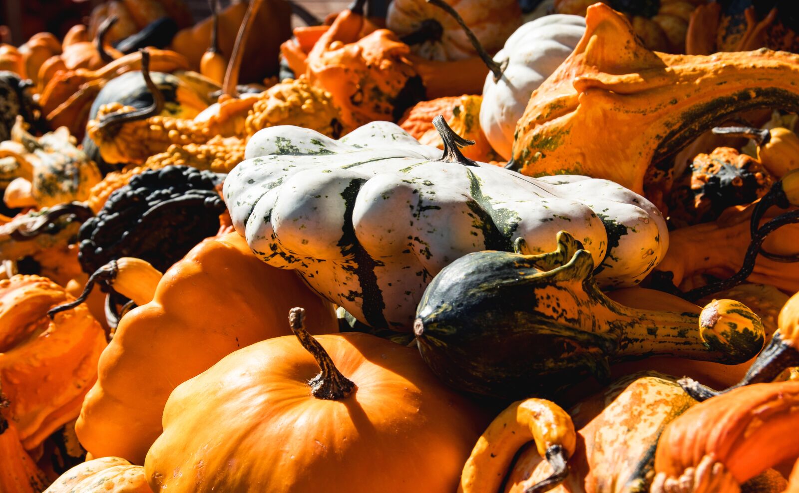 Canon EOS 80D sample photo. Pumpkin, pumpkins, vegetables photography