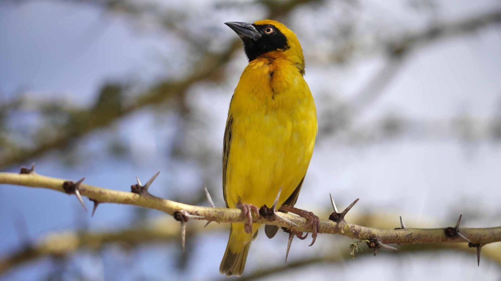 Panasonic Lumix DMC-G6 sample photo. Yellow bird, namibia, thorns photography