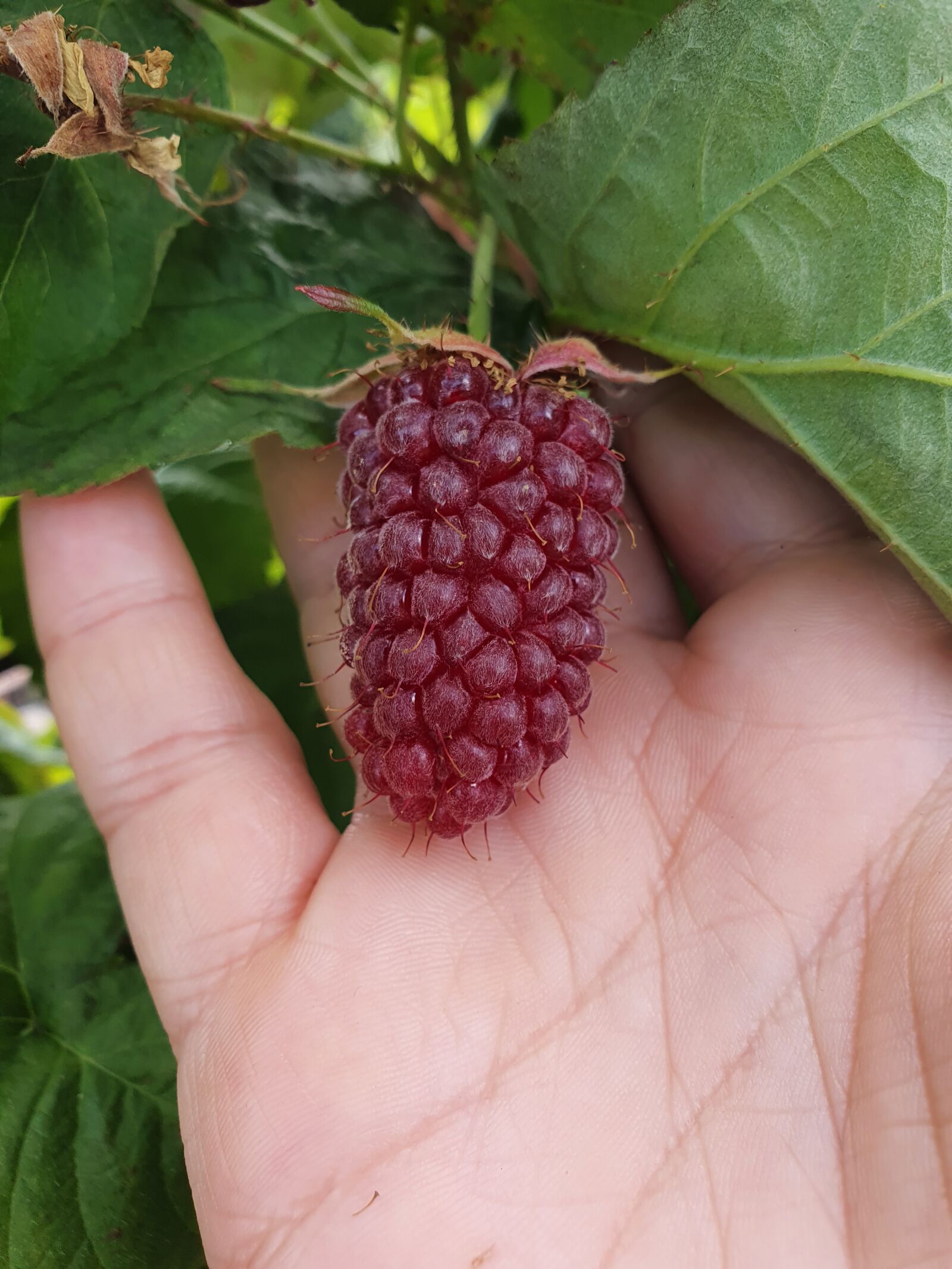 Samsung Galaxy S10 sample photo. Blackberry, fruit, berry photography