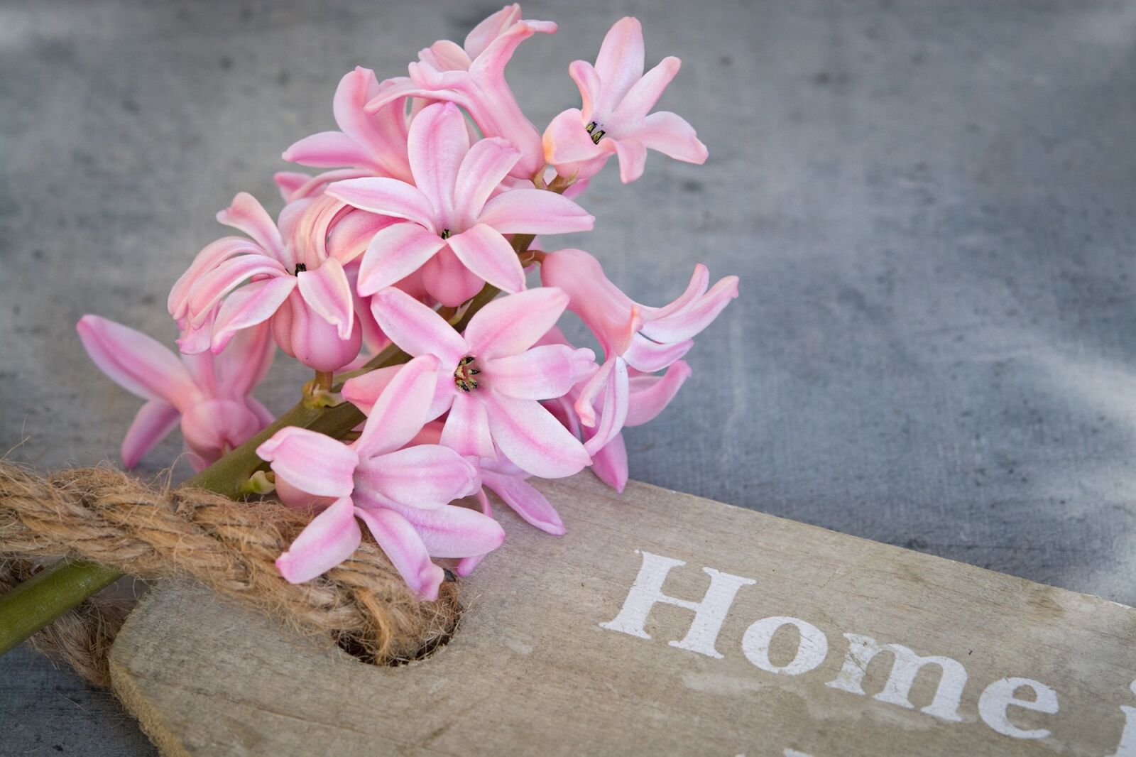 Nikon D7100 sample photo. Hyacinth, flower, pink photography