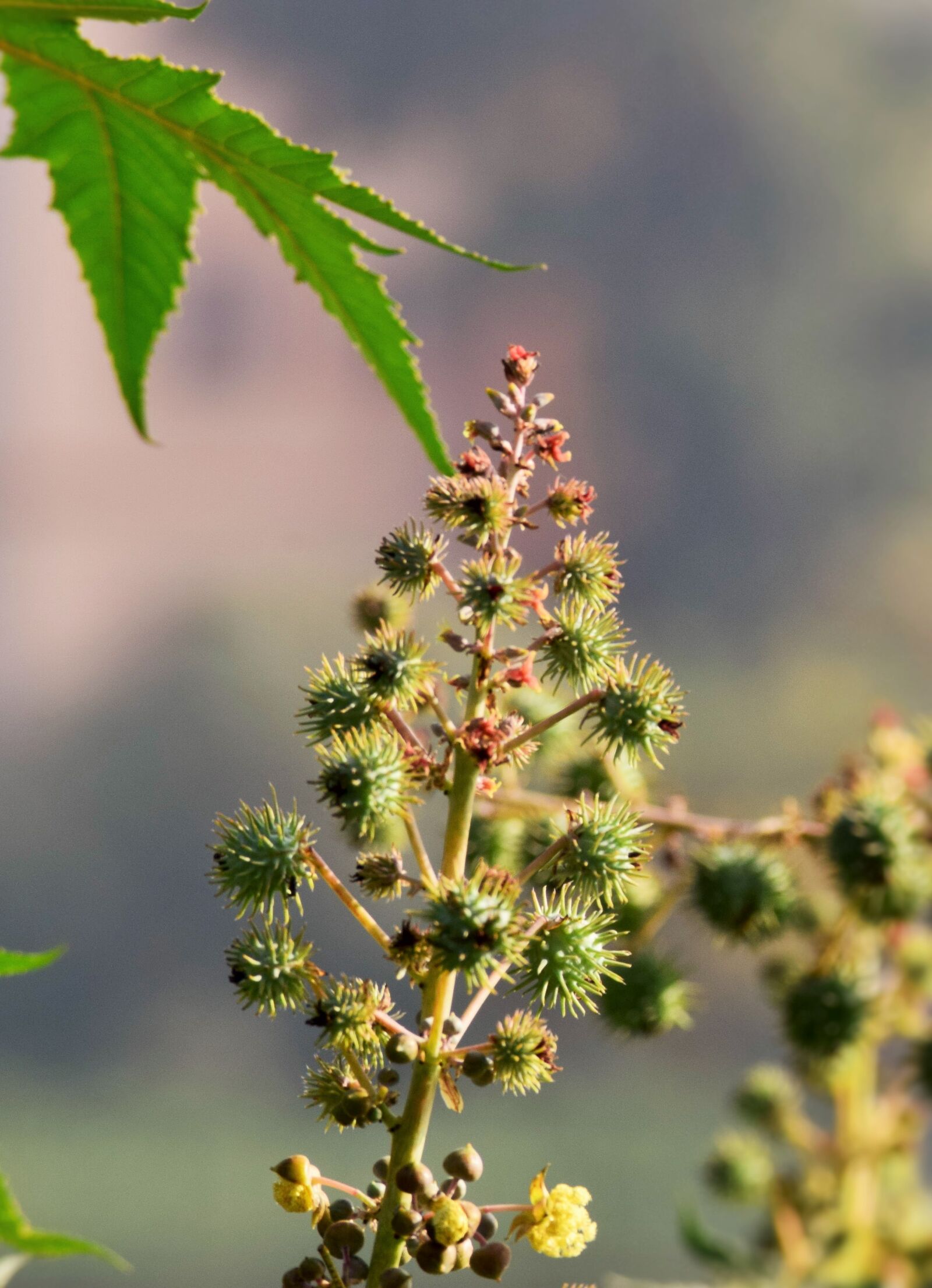 Nikon D5300 sample photo. Nature, photography photography