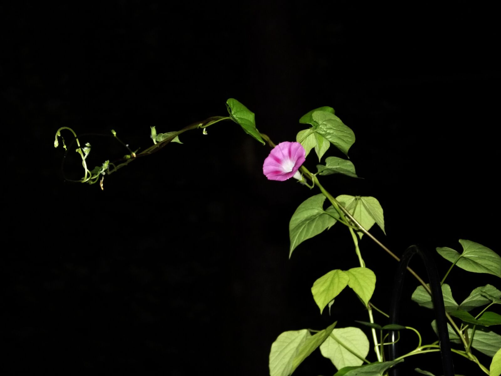 Panasonic Lumix DMC-FZ100 sample photo. Morning glory, blue, flower photography