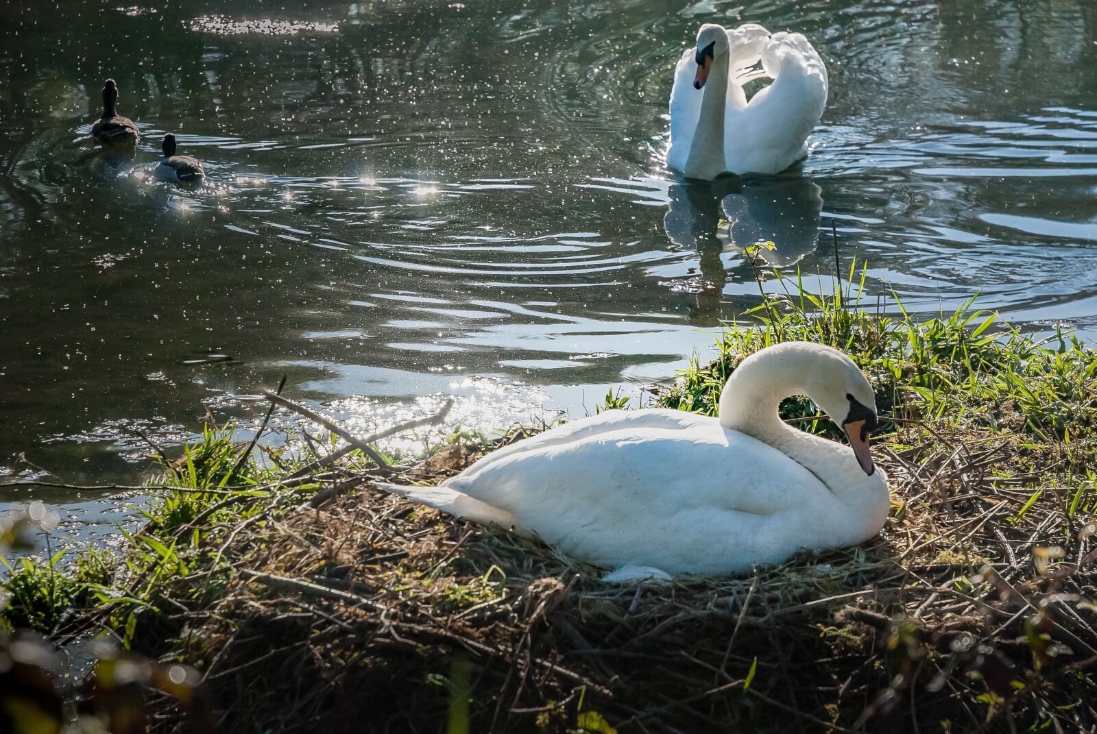 Nikon D80 sample photo. Body of water, nature photography