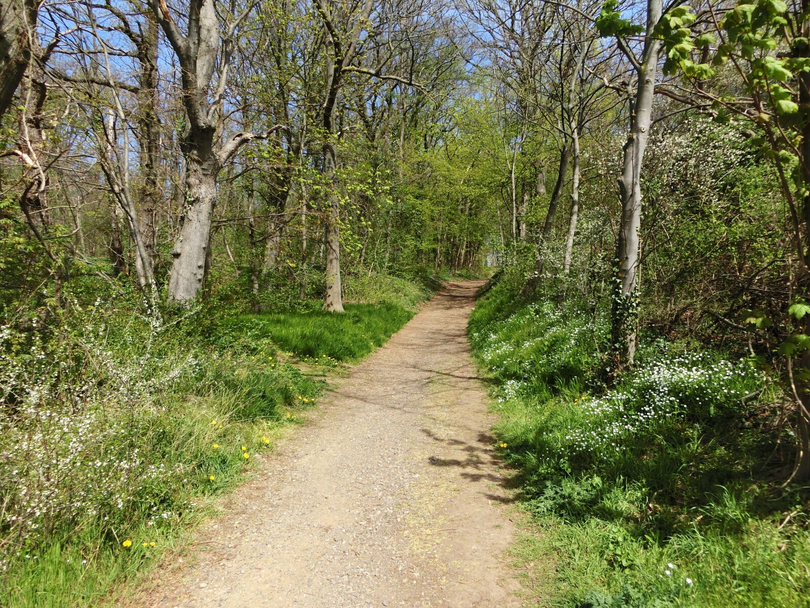 CASIO EX-ZR750 sample photo. Forest entrance, away, trees photography