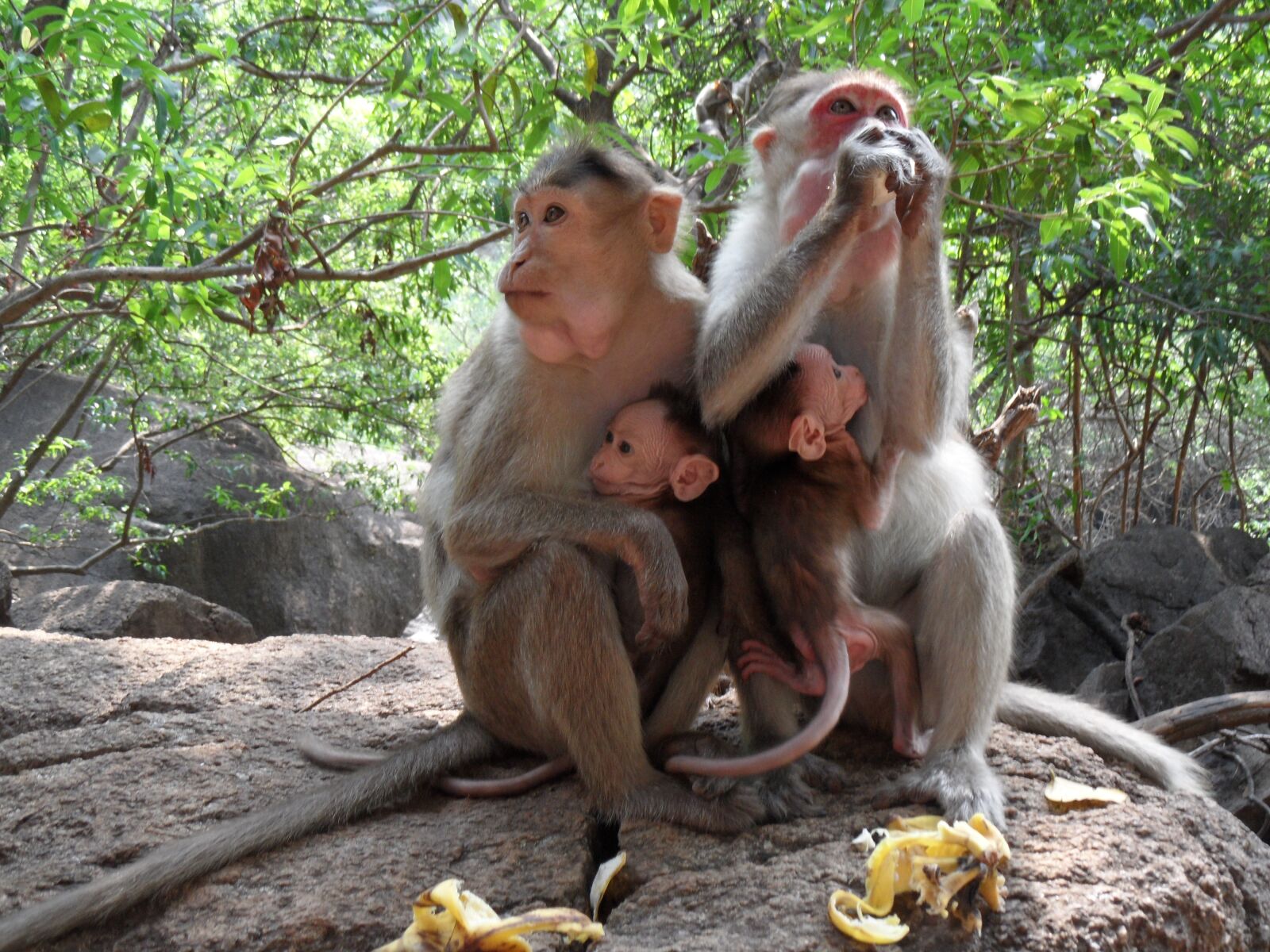 Samsung WB600 / VLUU WB600 /  WB610 sample photo. India, monkey family, ape photography