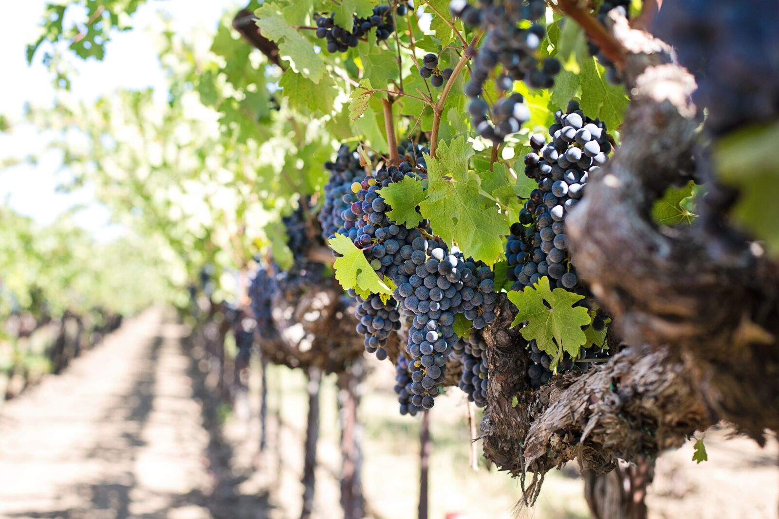 Canon EOS 5D Mark III sample photo. Grapes, wine grapes, purple photography