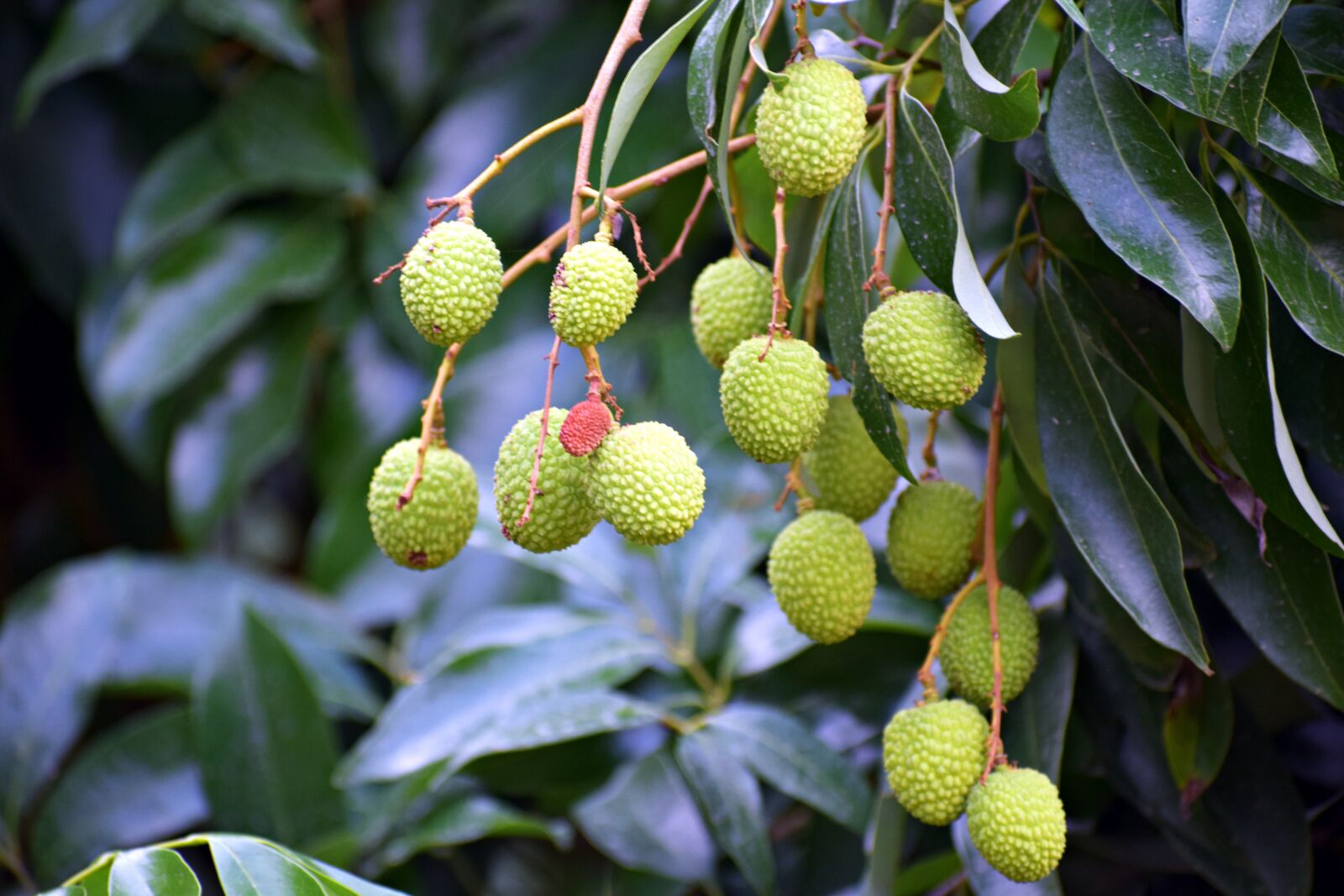 Nikon D3300 sample photo. Litchi, fruits, lychee photography