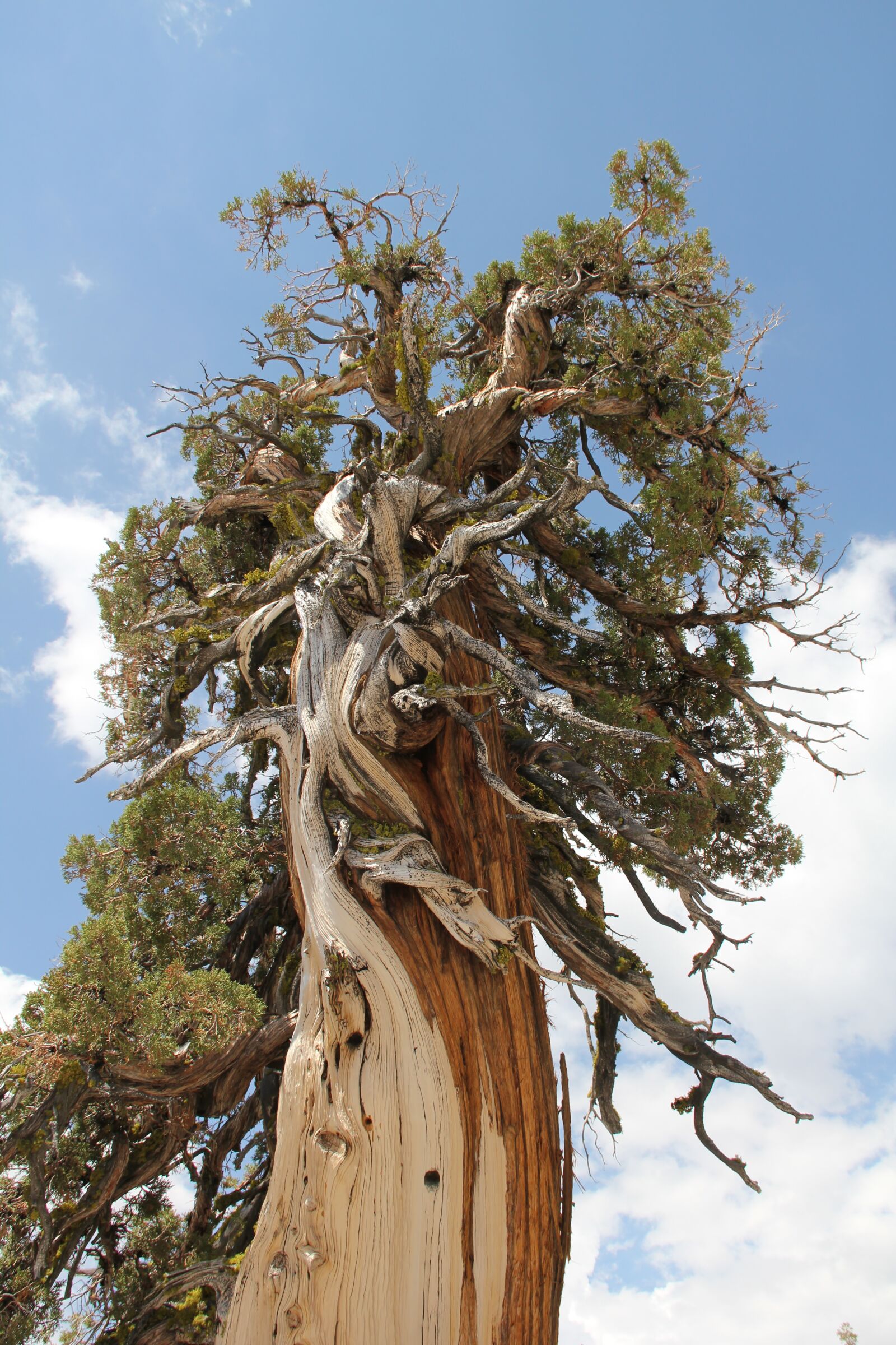 Canon EOS 550D (EOS Rebel T2i / EOS Kiss X4) sample photo. Tree, cedar, bark photography