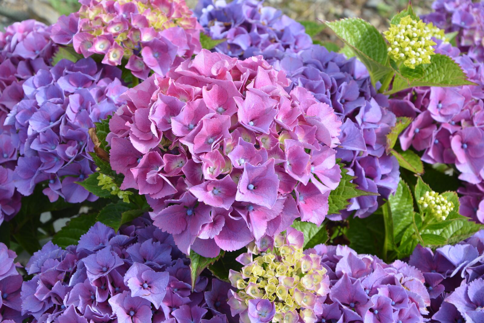 Nikon D5200 sample photo. Hydrangea purple, flower, petals photography