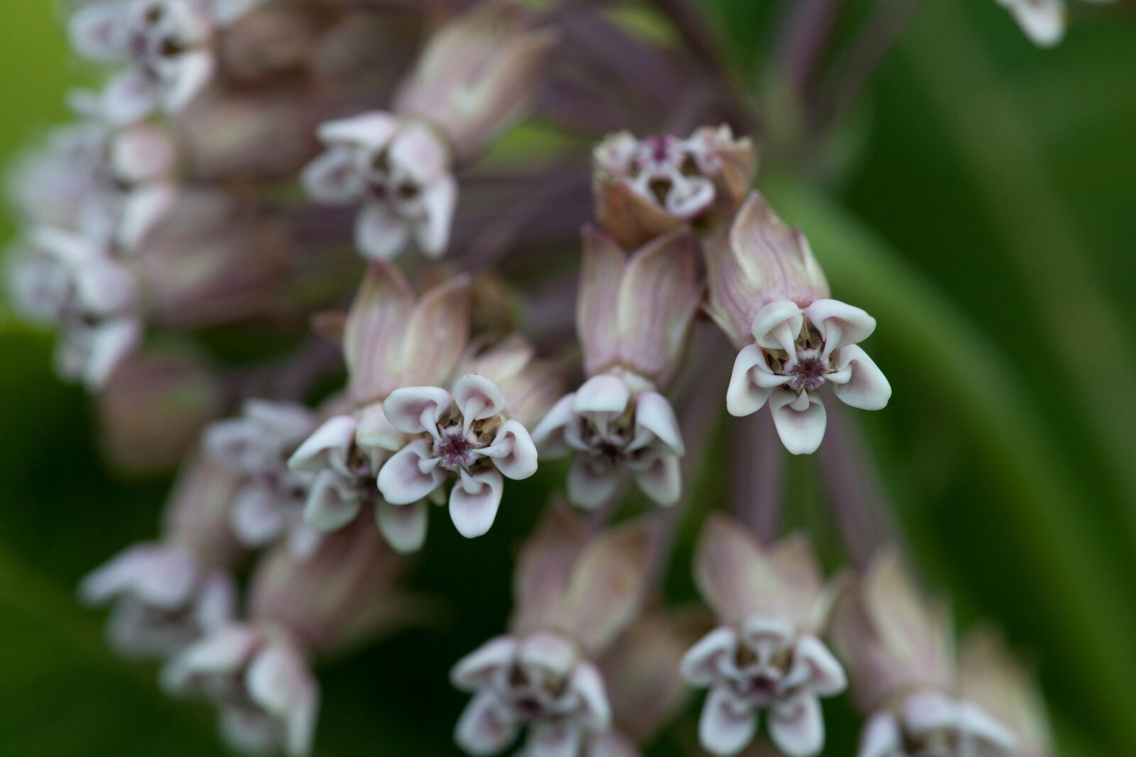 Canon EOS 5D Mark II sample photo. Milkweed, plant, flora, blooming photography