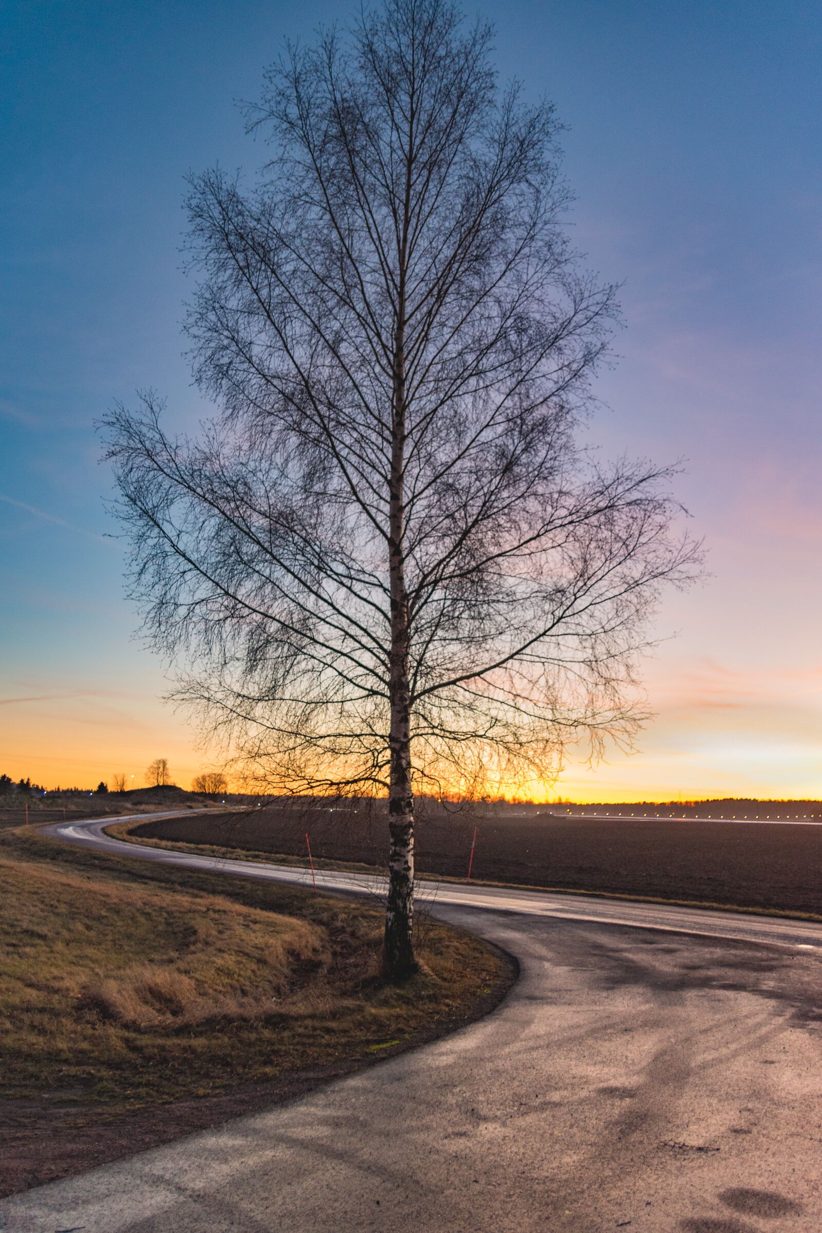 Nikon D5600 sample photo. Sunset, autumn, tree photography