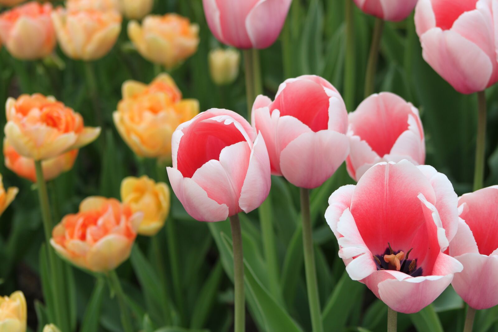 Canon EOS 500D (EOS Rebel T1i / EOS Kiss X3) sample photo. Tulip, nature, flower photography