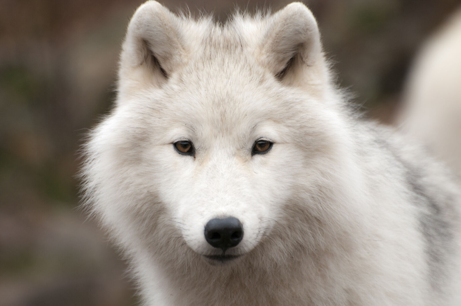 Nikon D300 sample photo. Arctic, carnivore, fur, predator photography