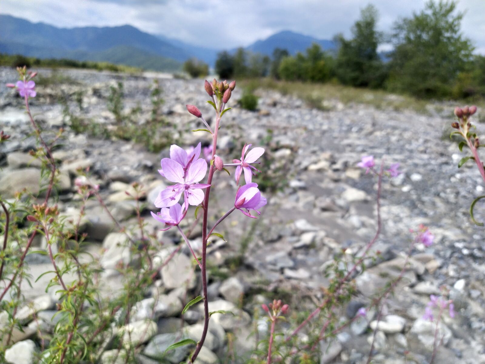 Xiaomi Redmi Note 7 sample photo. Flowers flower, pink, sky photography
