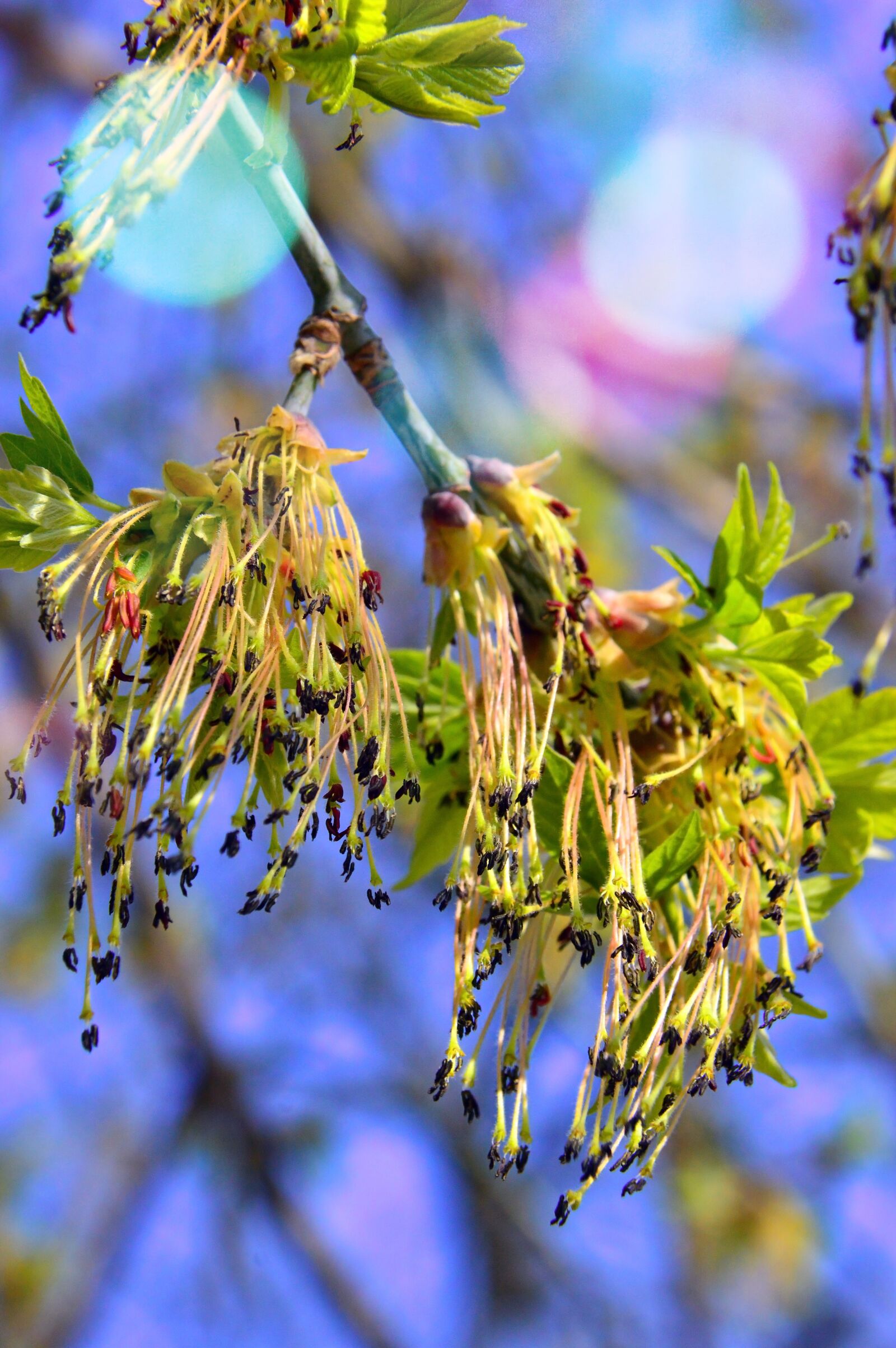 Nikon D3200 sample photo. Nature, wood, plant photography