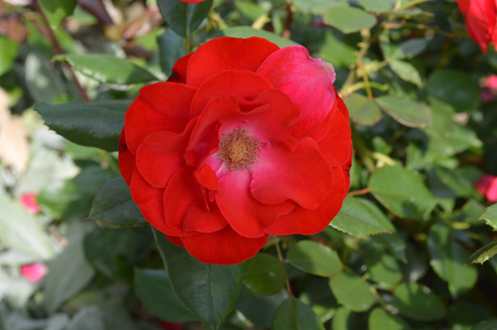 Nikon D3200 sample photo. Flower, flora, nature photography