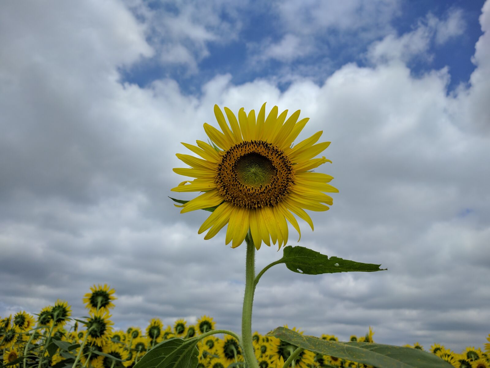 LG Nexus 5X sample photo. Nature, summer, sky photography