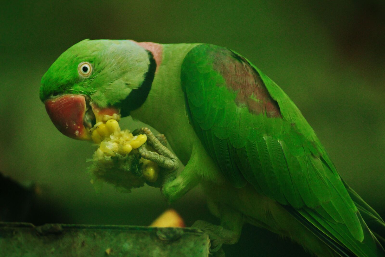 Canon EOS 1200D (EOS Rebel T5 / EOS Kiss X70 / EOS Hi) sample photo. Rose-ringed parrot, psittacula krameri photography