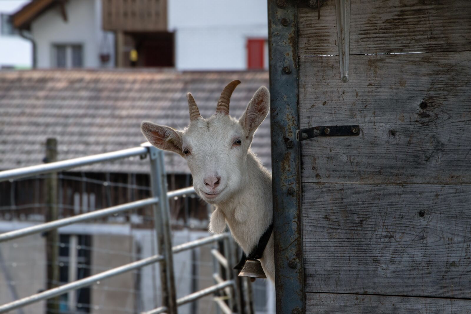 Canon EOS 6D Mark II sample photo. Goat, look, animal photography