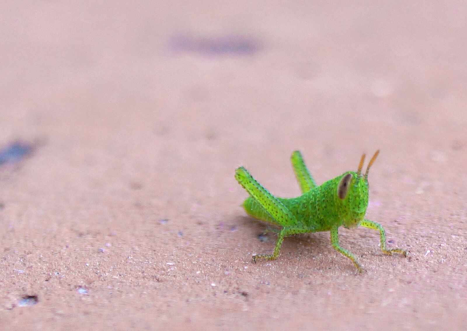 Sony DT 18-55mm F3.5-5.6 SAM II sample photo. Grasshopper, nature, macro photography