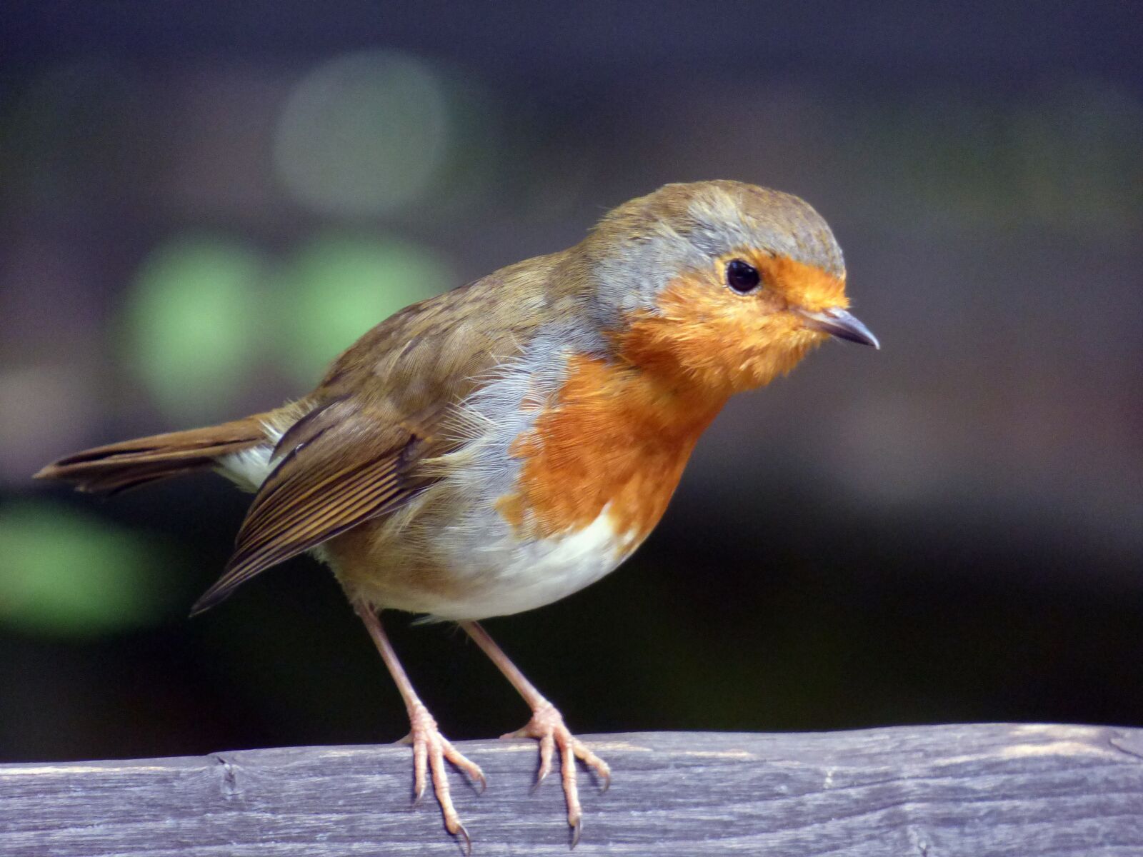 Panasonic DMC-FZ72 sample photo. Robin, red, bird photography