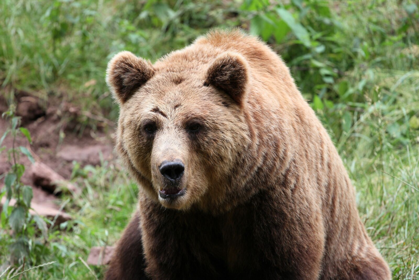 Canon EOS 60D + Canon EF 70-200mm F4L USM sample photo. Bear, brown bear, mammals photography