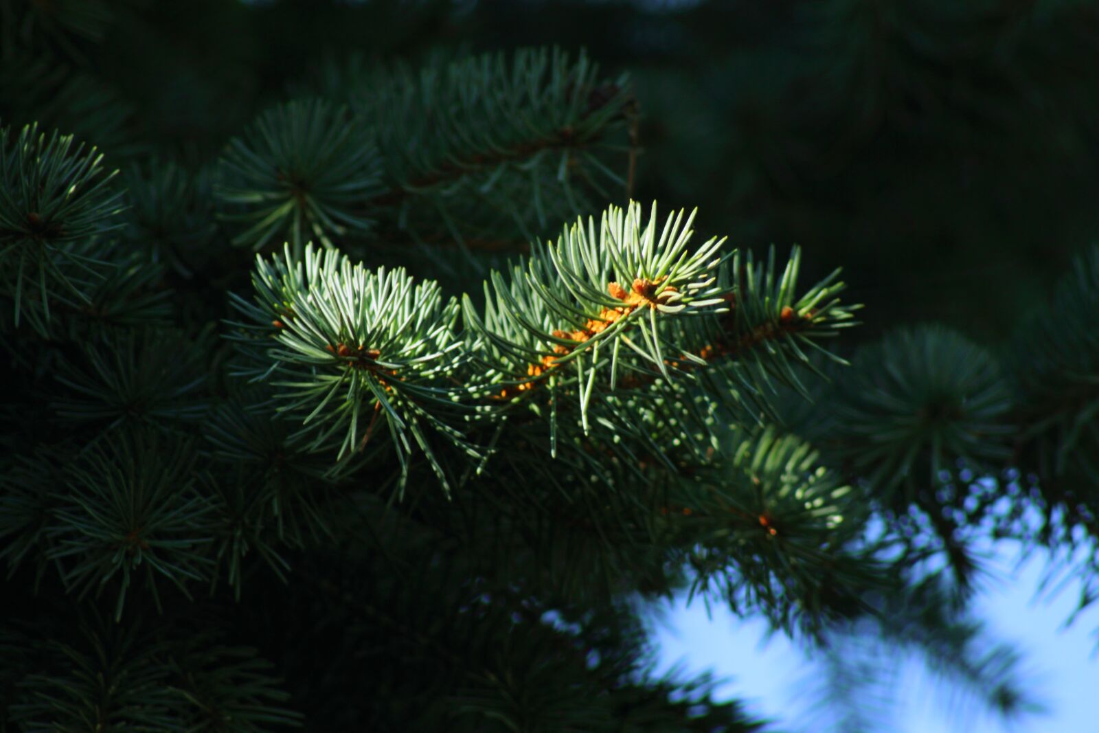 Canon EOS 7D sample photo. Nature, fir tree, green photography