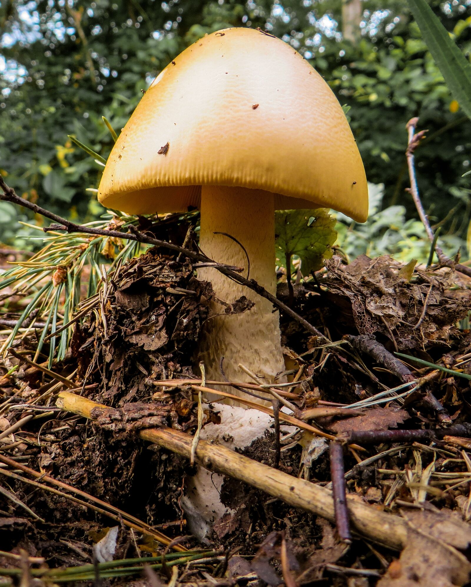Canon PowerShot SX270 HS sample photo. Mushroom, forest, mushroom picking photography