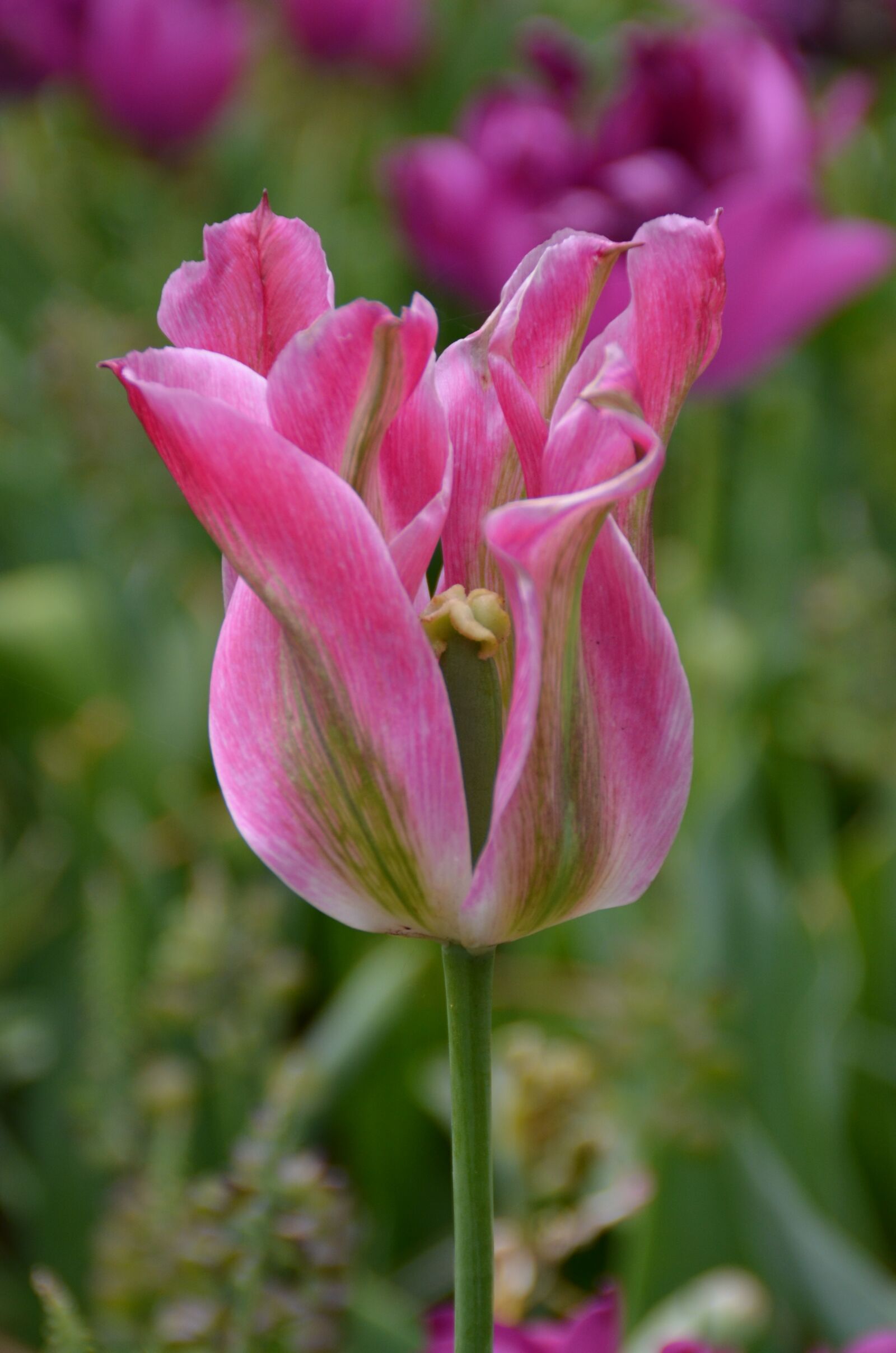 Nikon D5100 sample photo. Tulip, pink, gün photography