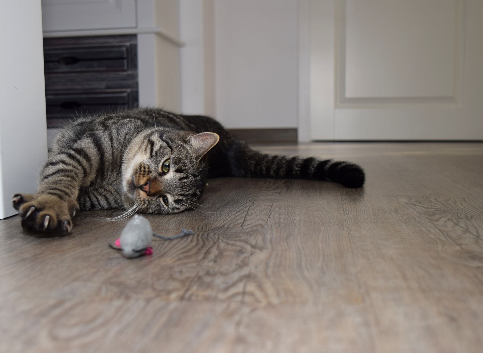 Nikon D5300 sample photo. Cat, animal, cute photography
