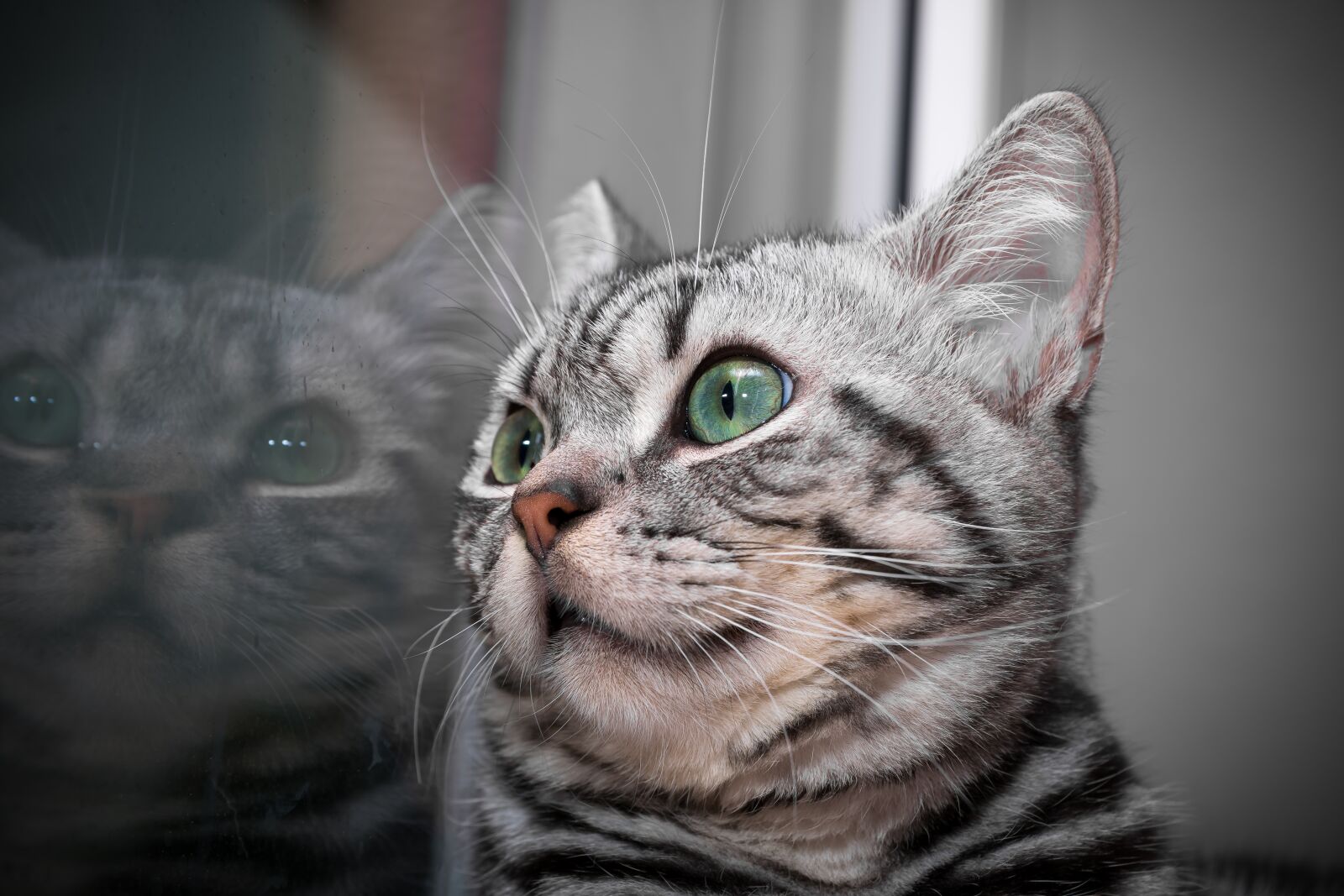 Nikon D5300 sample photo. Kitten, cat, cat baby photography
