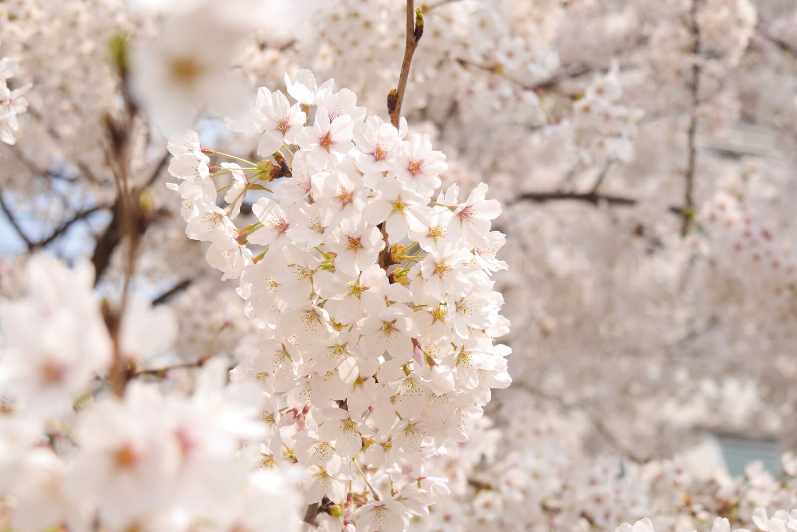 Panasonic Lumix DMC-GH3 sample photo. Flowers, spring, spring flowers photography