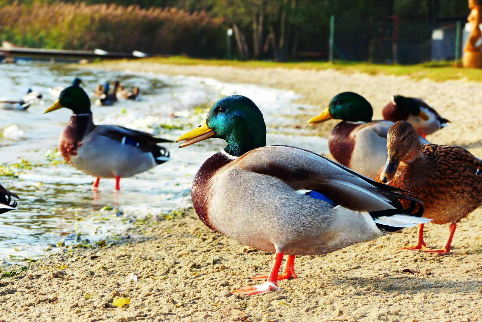 Panasonic Lumix DMC-FZ200 sample photo. Duck crosswords, water birds photography