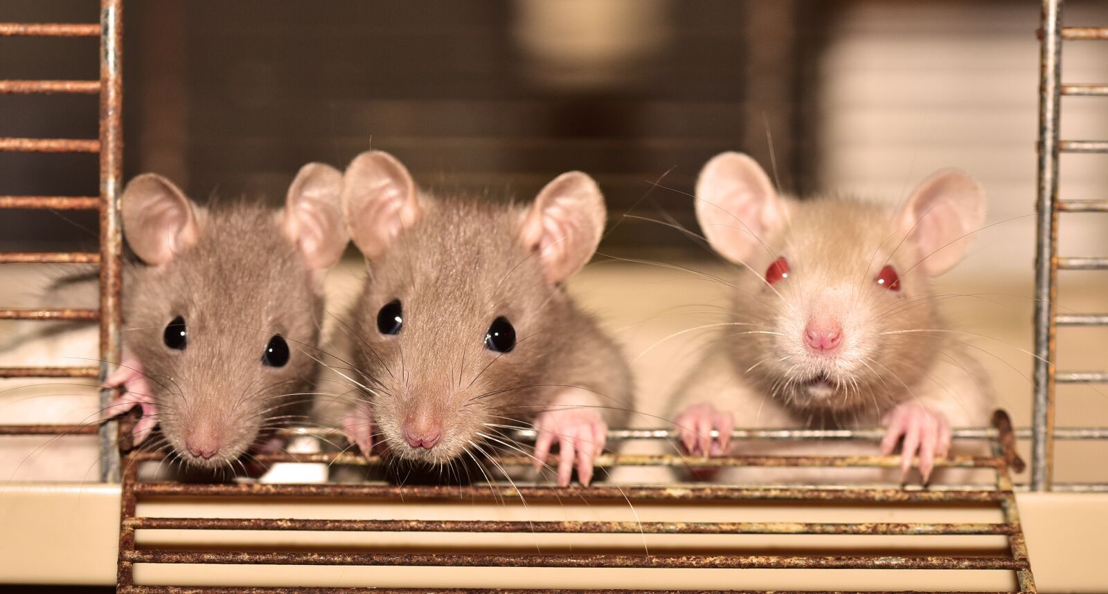 Nikon D750 sample photo. Rat, color rats, rodent photography