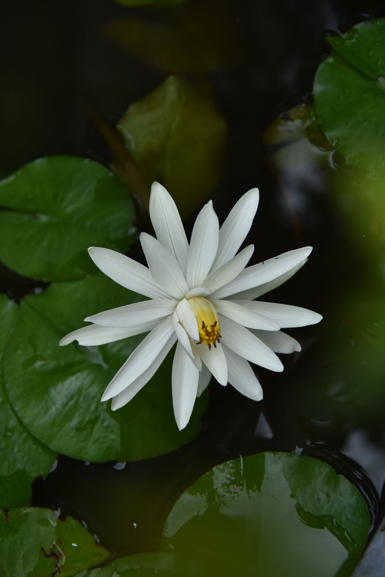 Nikon D7200 sample photo. Plant, flower, water lily photography